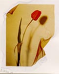Tulip - emulsion transfer