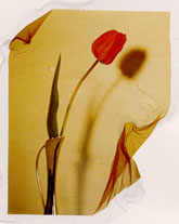 Tulip - Polaroid emulsion transfer
